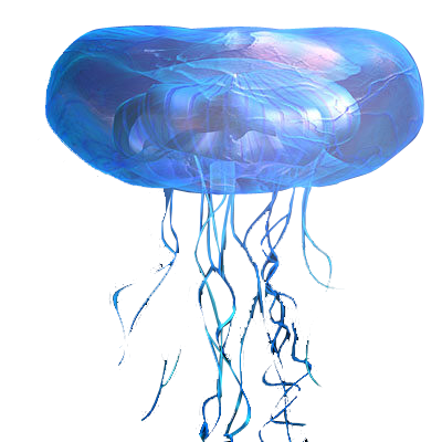 PNG Jellyfish - 48991