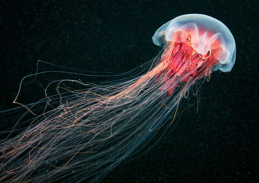 PNG Jellyfish - 48988