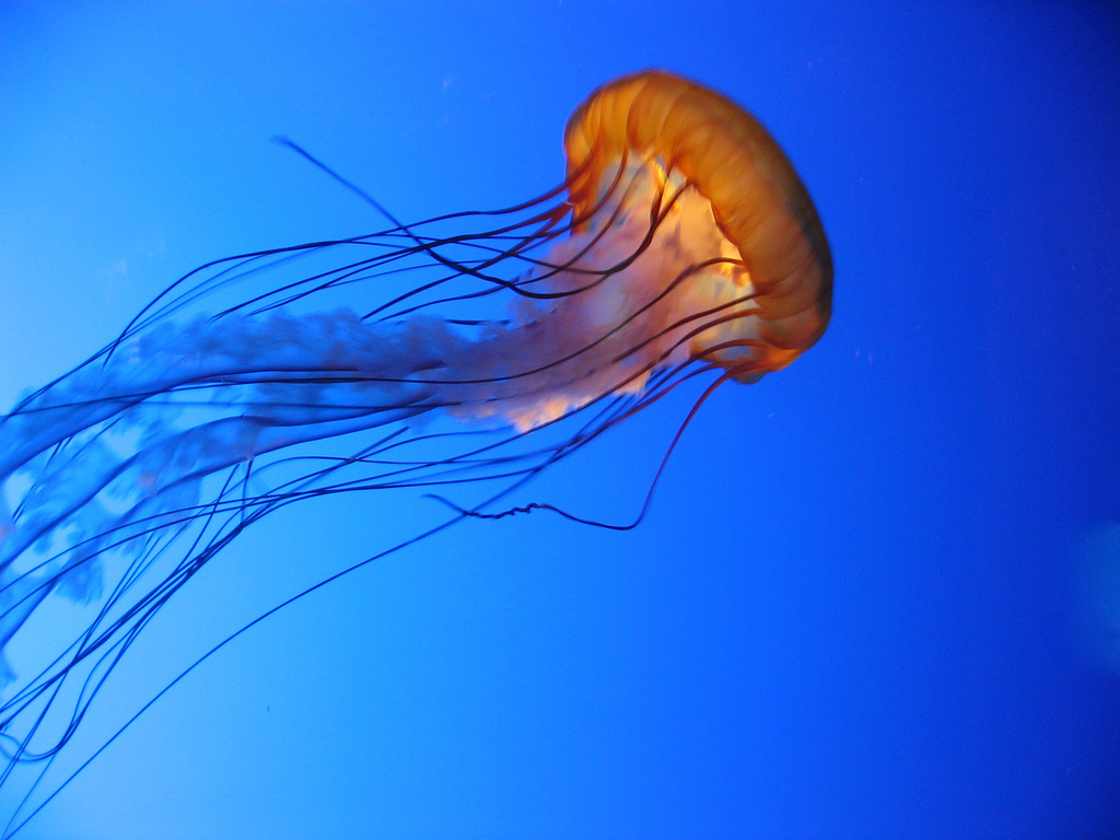 PNG Jellyfish - 48993