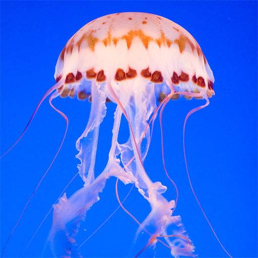 PNG Jellyfish - 48983