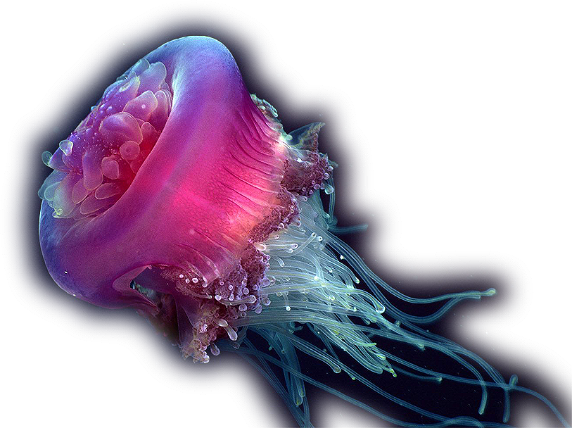 PNG Jellyfish - 48981