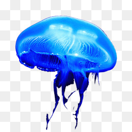 PNG Jellyfish - 48986