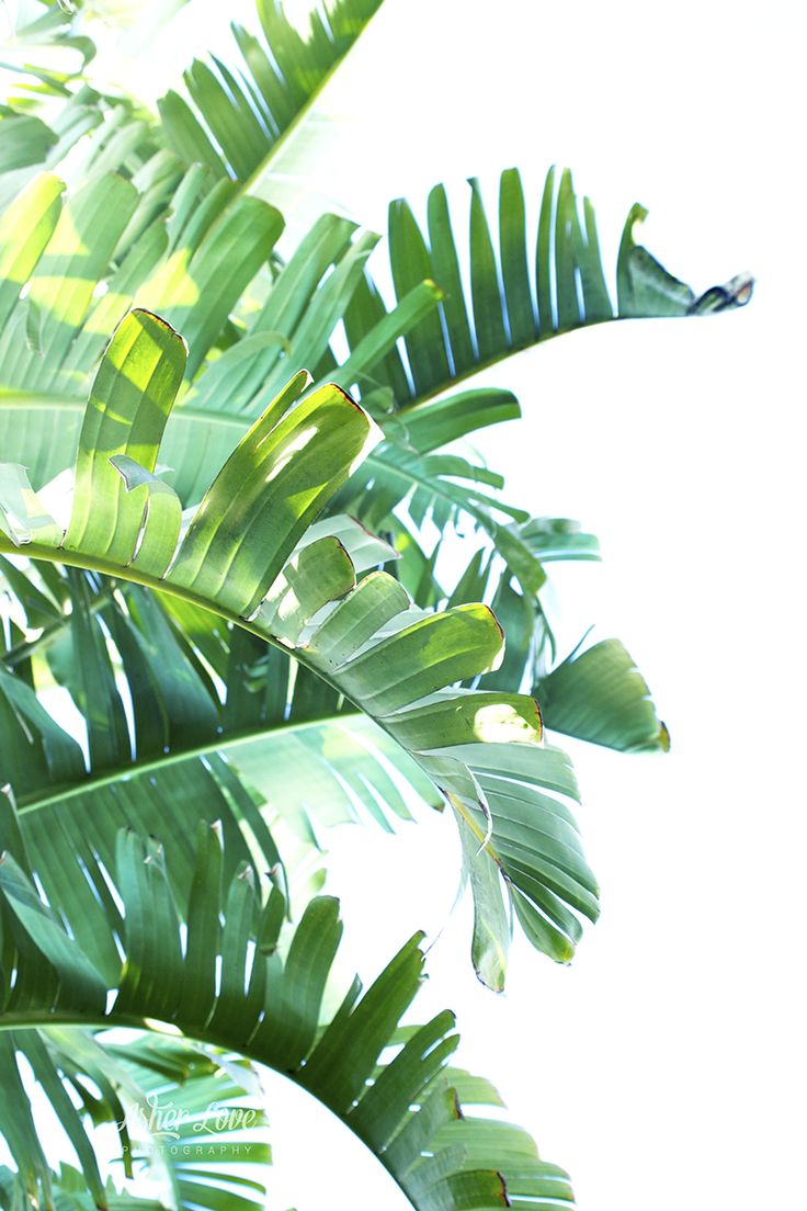 PNG Jungle Leaf - 48840