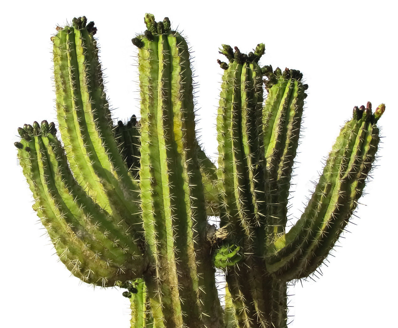 Flat 2 cactus pot drawing