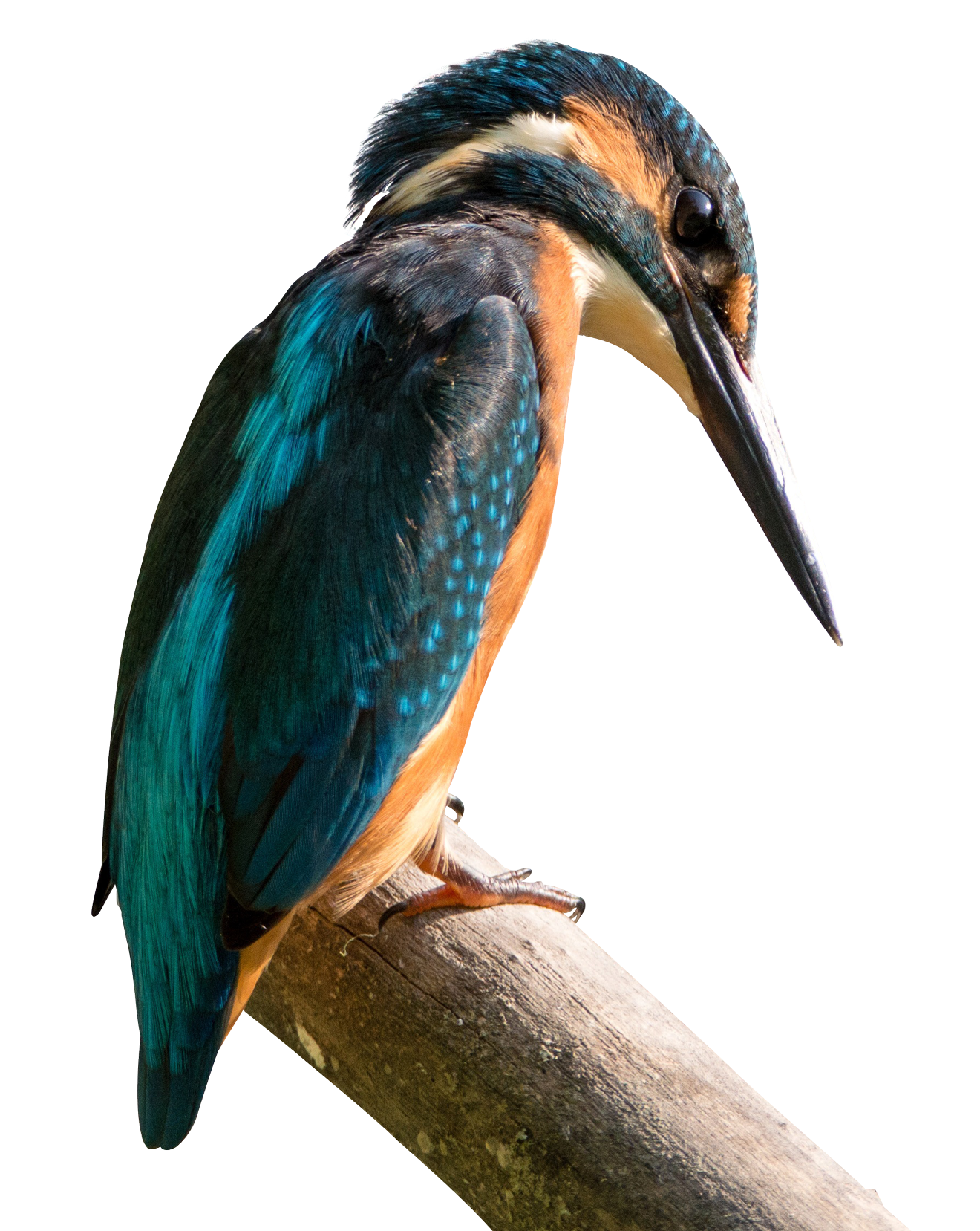 Kingfisher by Tianithen Kingf