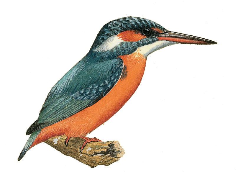 Kingfisher PNG by LG-Design P