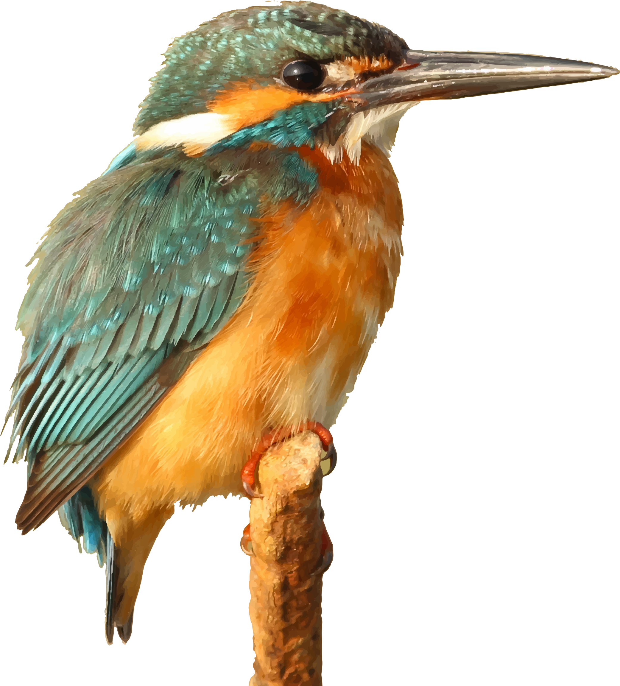 PNG Kingfisher Bird - 88338