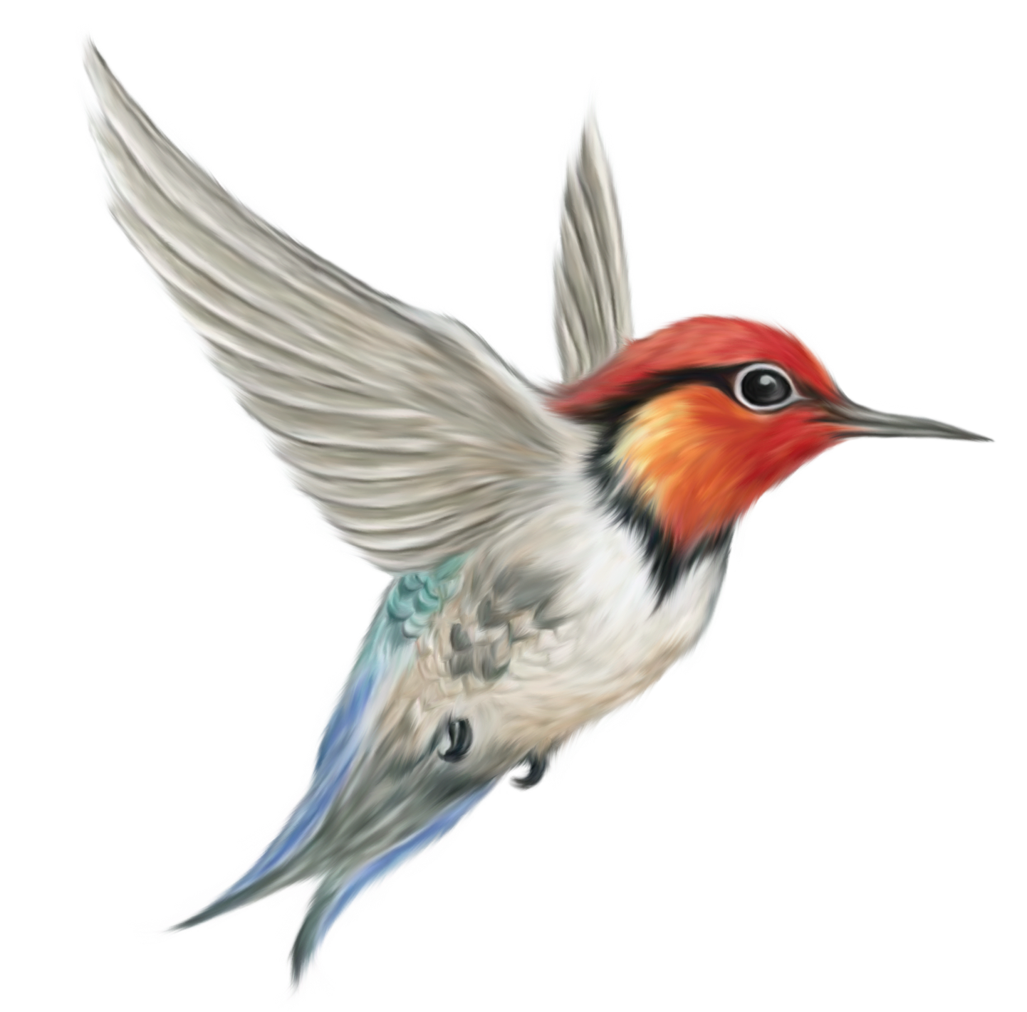 PNG Kingfisher Bird - 88342