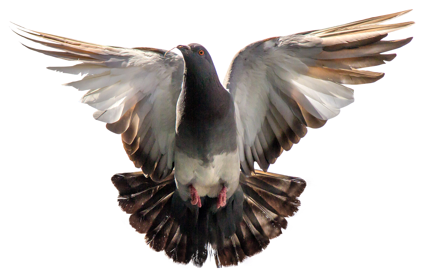 PNG Kingfisher Bird - 88341