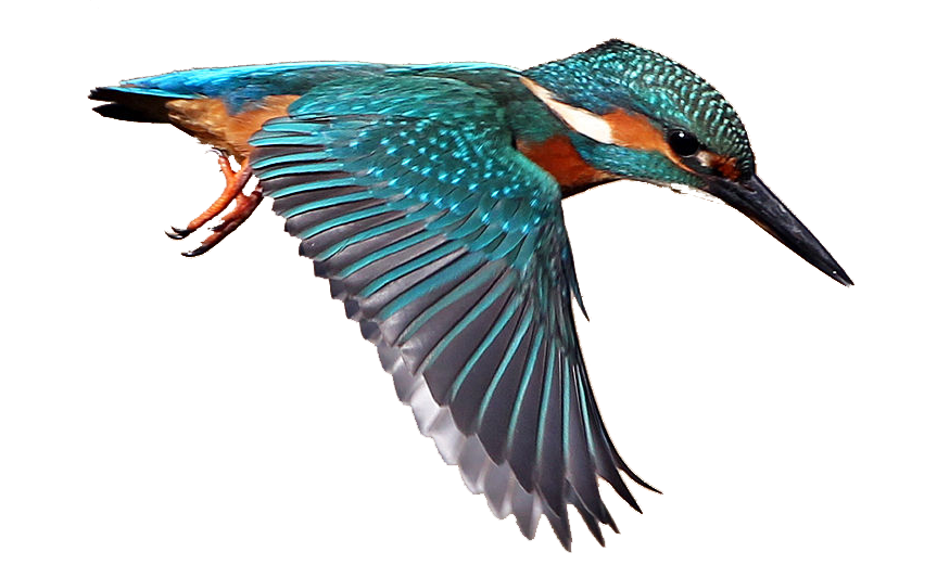 PNG Kingfisher Bird - 88330