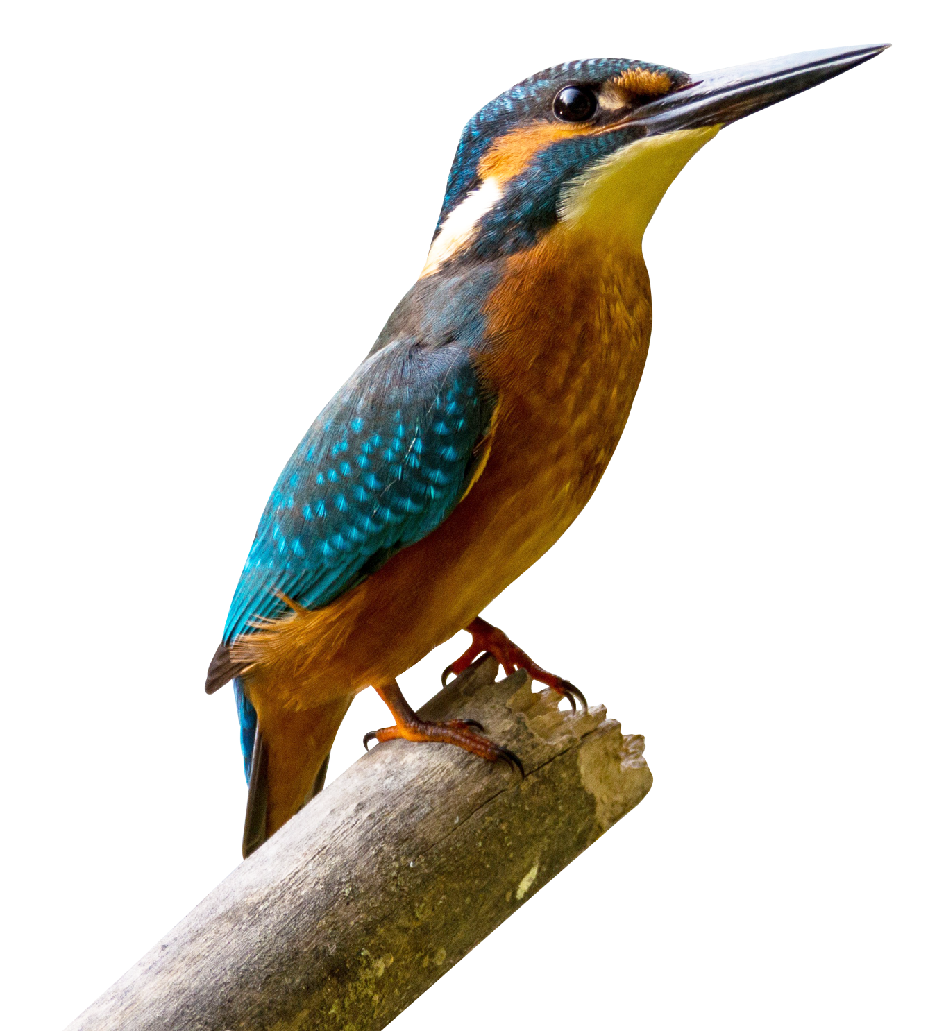 Kingfisher PNG by LG-Design P