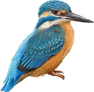 PNG Kingfisher Bird - 88331