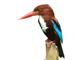 PNG Kingfisher Bird - 88333