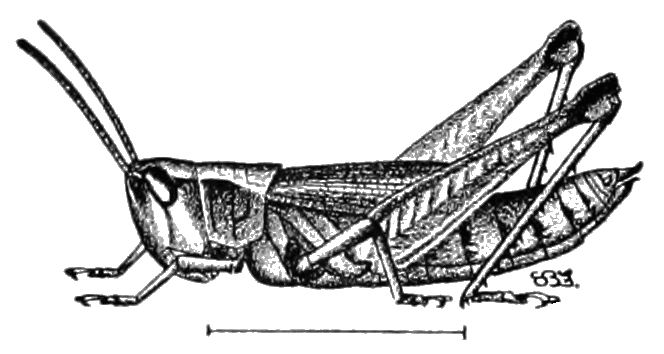 PNG Locust - 61340