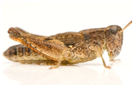 PNG Locust - 61332