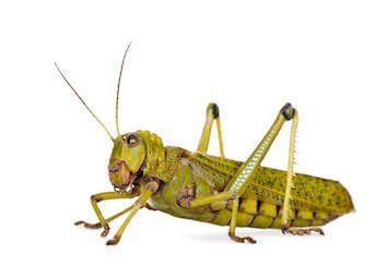 PNG Locust - 61337