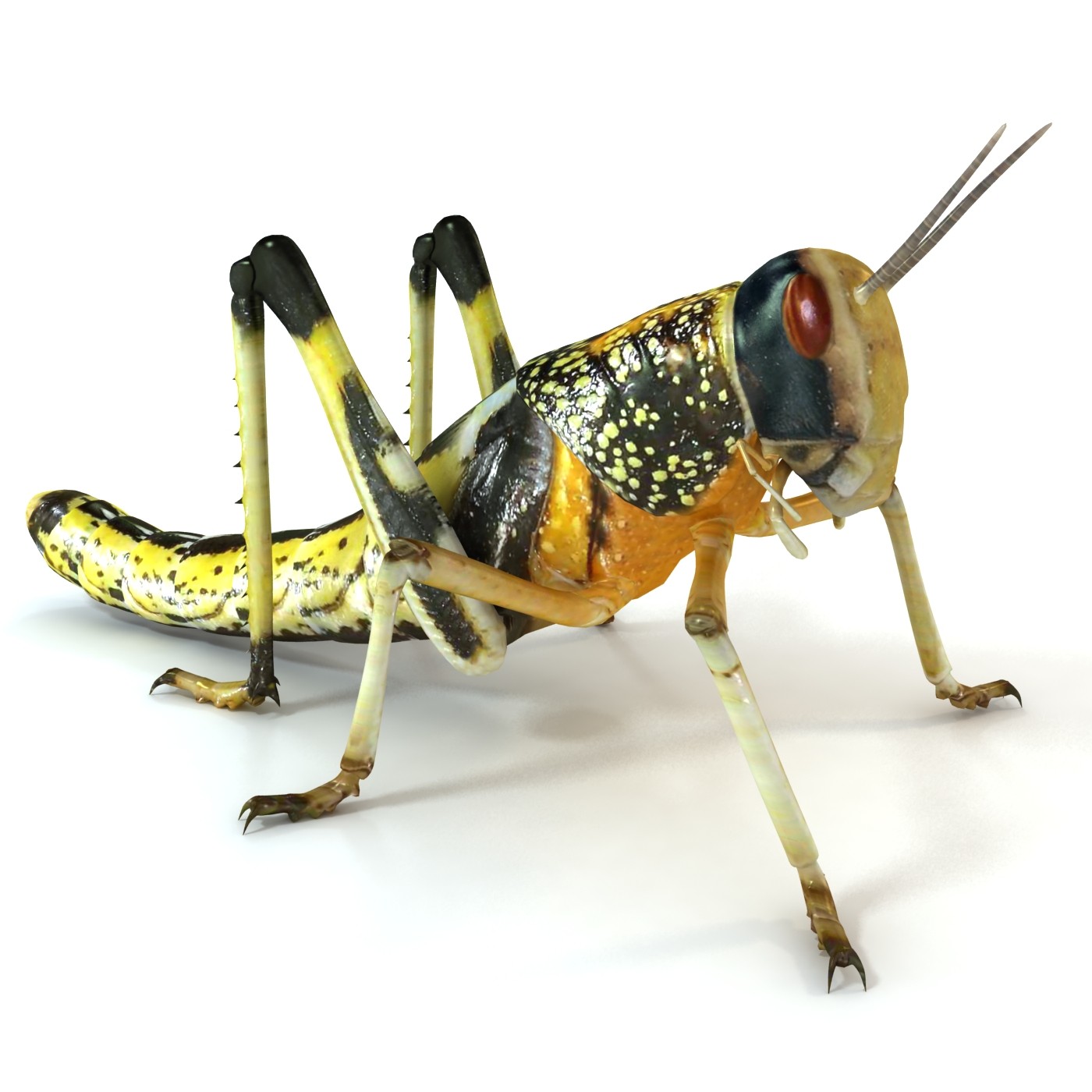 PNG Locust - 61331