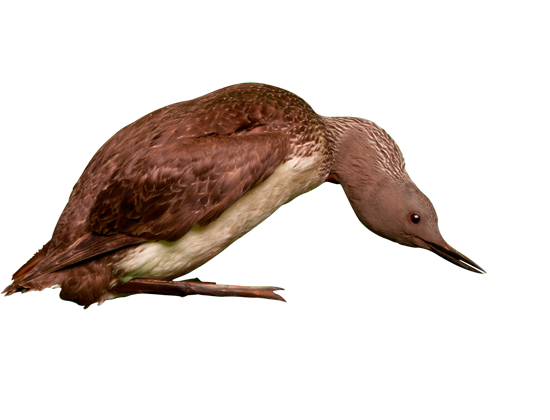 PNG Loon - 87926