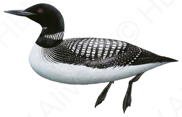 PNG Loon - 87916