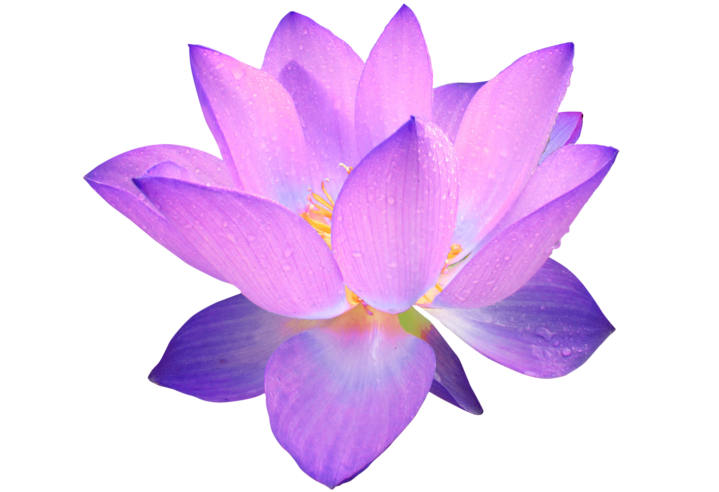 PNG Lotus Flower - 44941