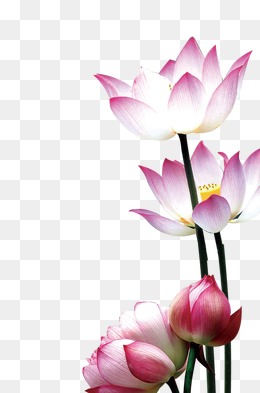 PNG Lotus Flower - 44934