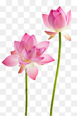 Lotus flowers. PNG