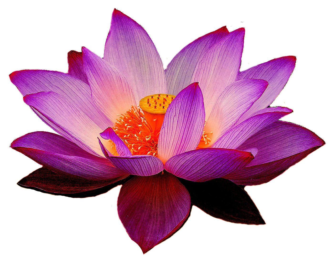 PNG Lotus Flower - 44942