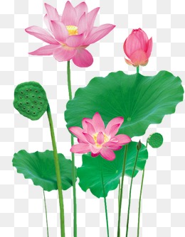 PNG Lotus Flower - 44943