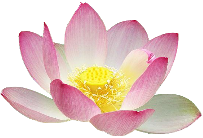 PNG Lotus Flower - 44940