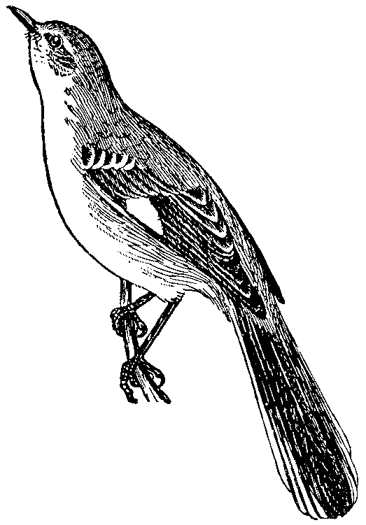 Mockingbird Restaurant Bird T
