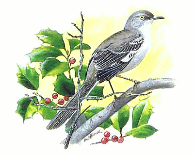 Mockingbird Bird