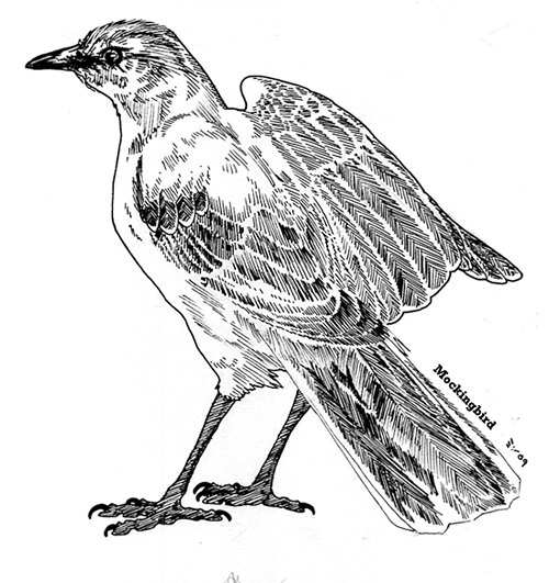 PNG Mockingbird - 42420