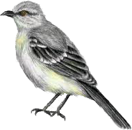 PNG Mockingbird - 42421