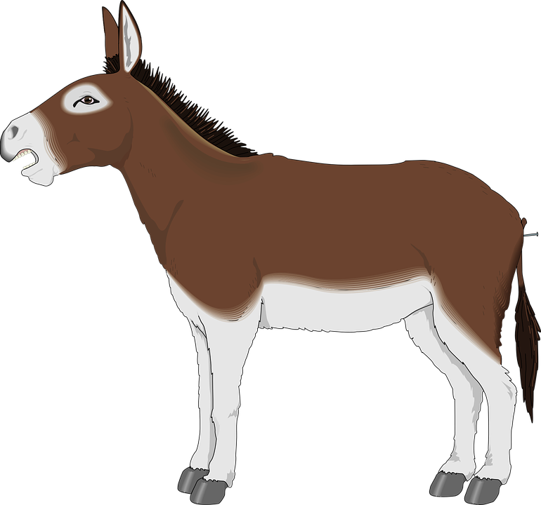 PNG Mule - 79815