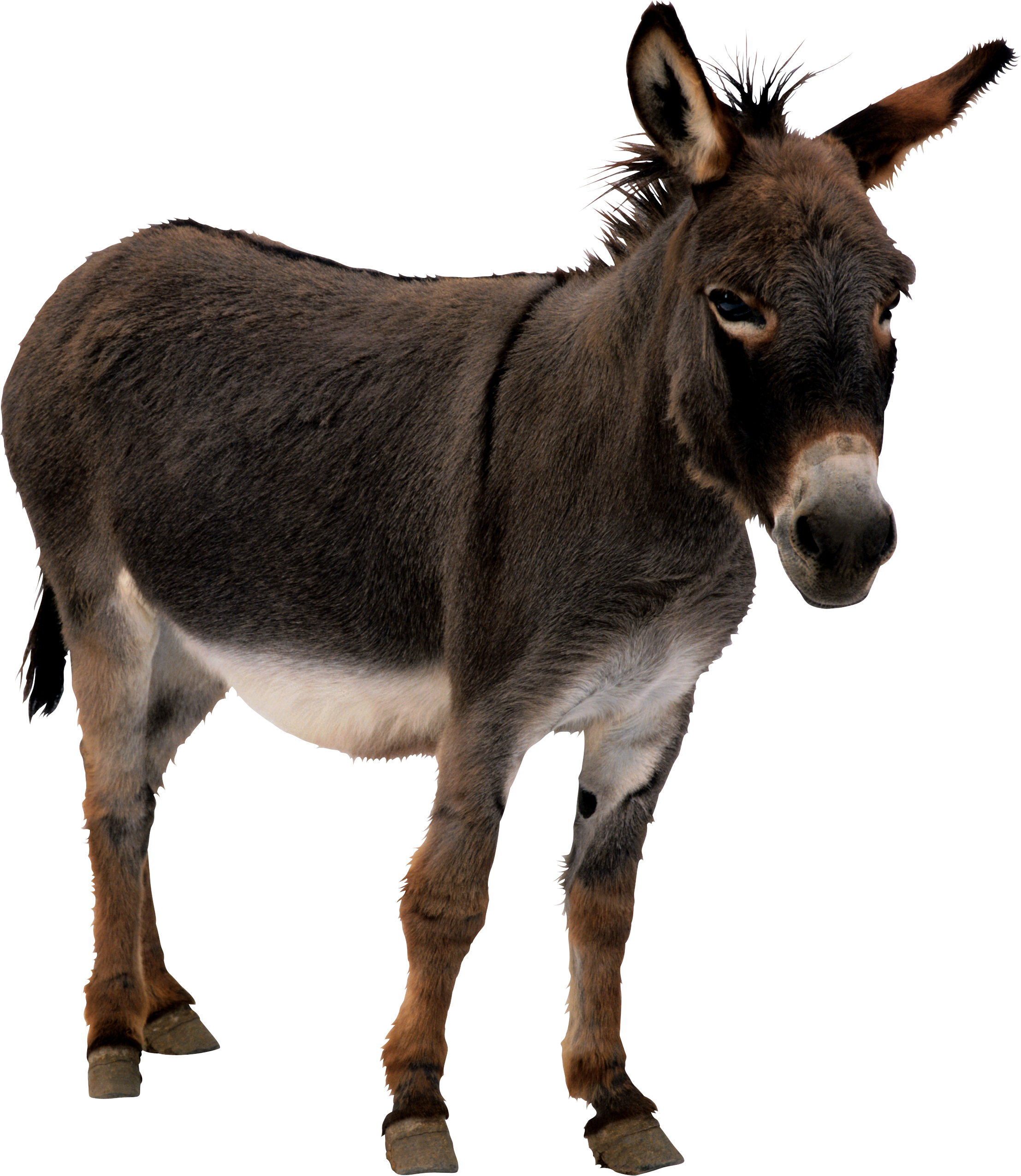 A mule is the offspring of a 