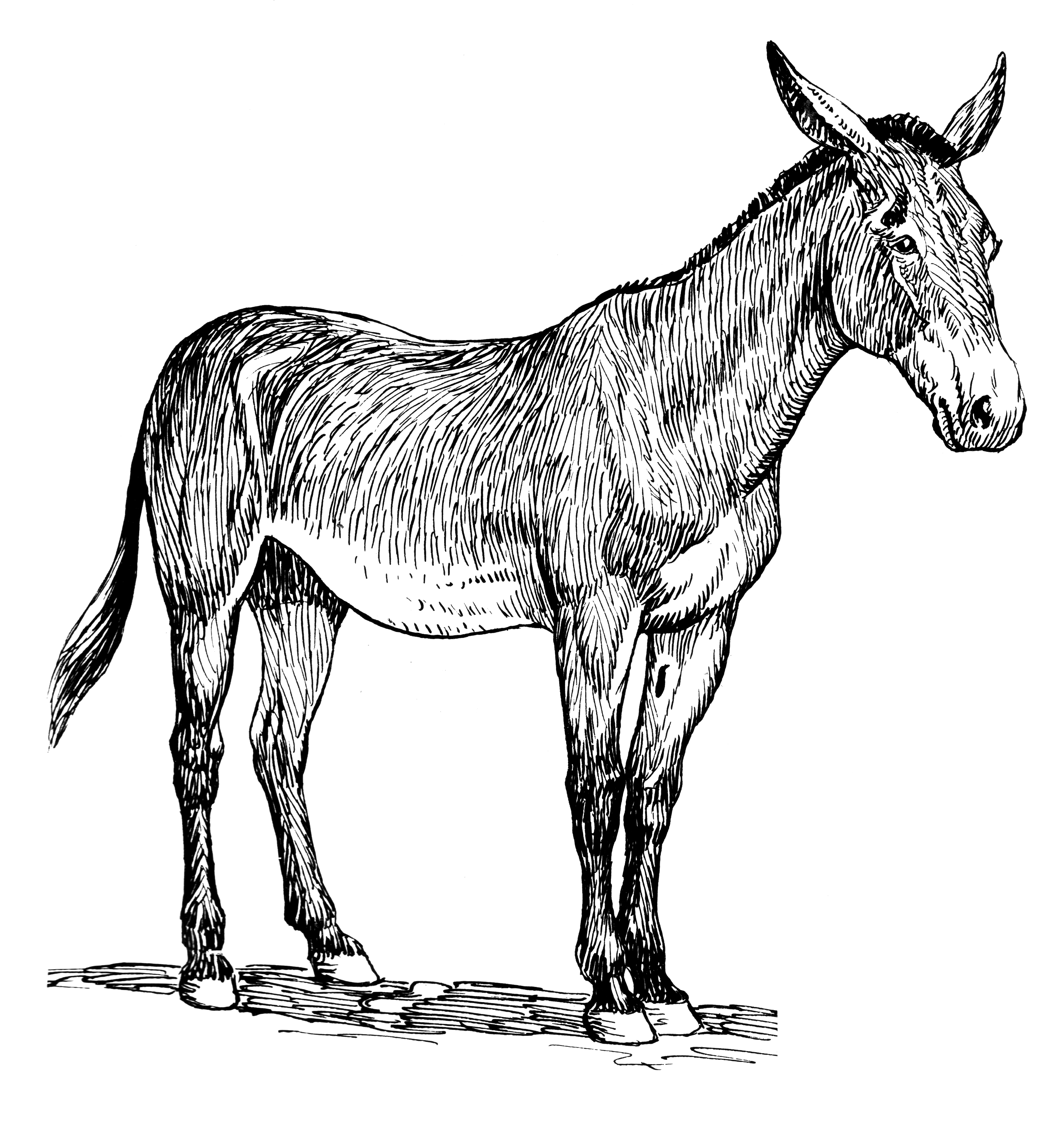 Donkey, Animal, Mammal, Mule,