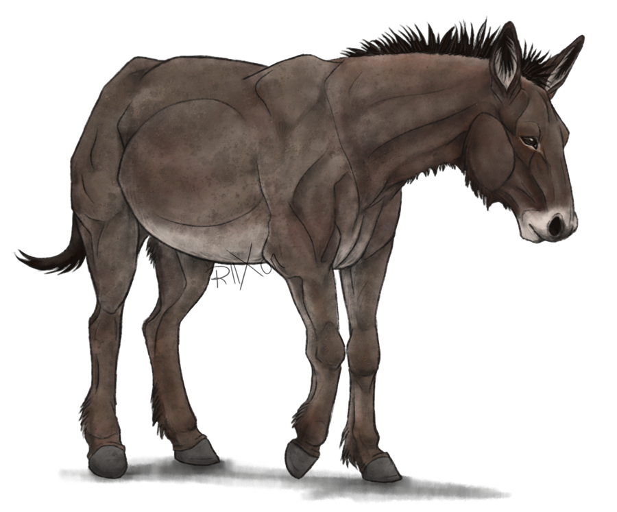 PNG Mule - 79804
