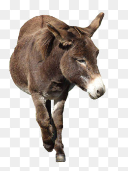 Donkey, Animal, Mammal, Mule,