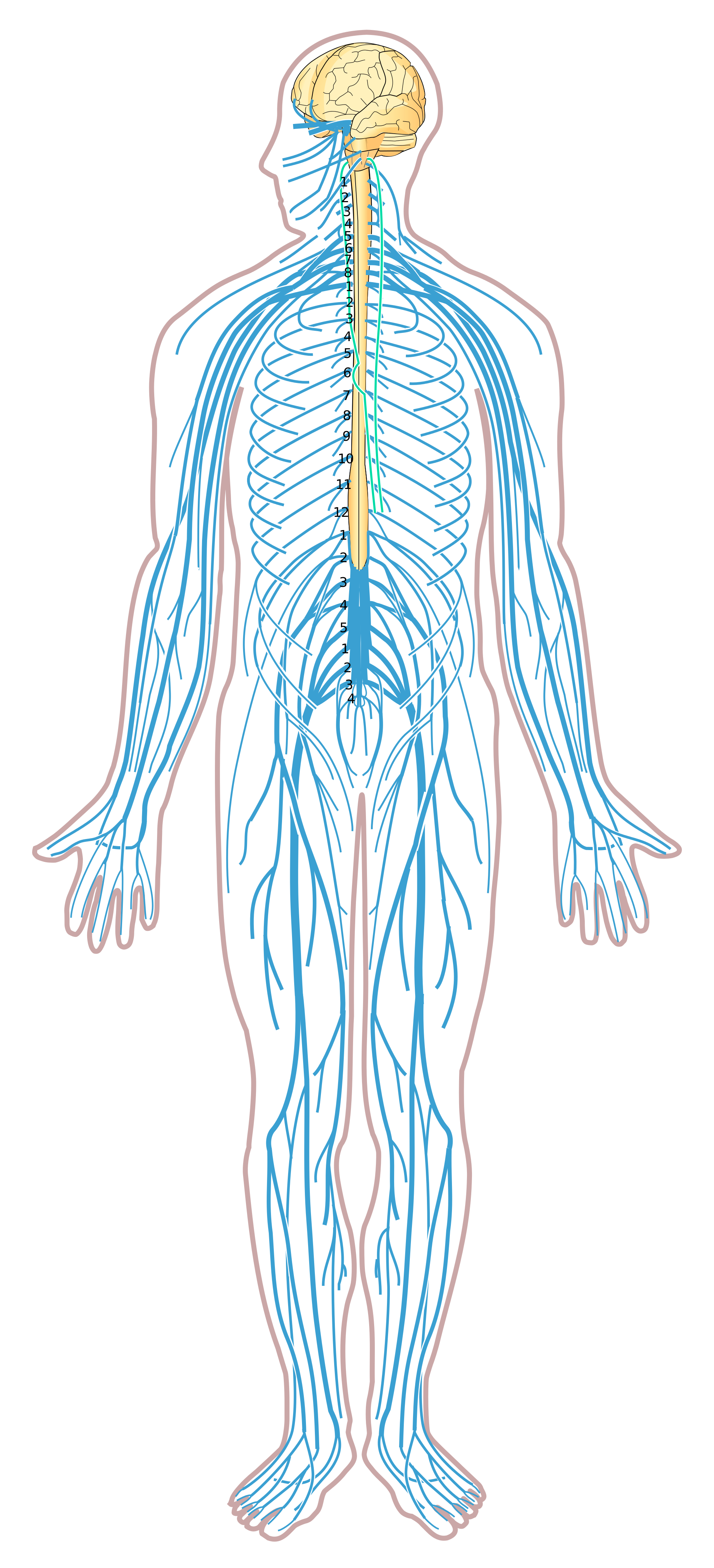 PNG Nervous System-PlusPNG.co