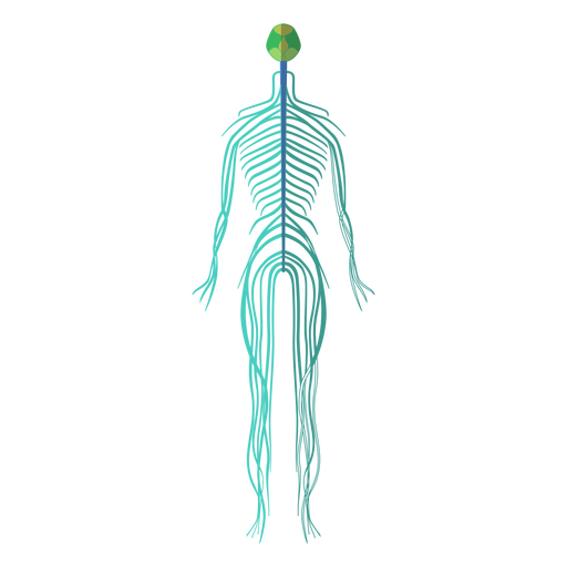 The back of the human nervous