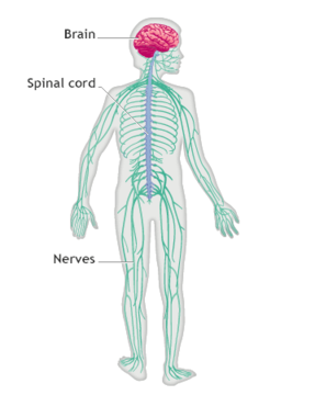 PNG Nervous System - 78452