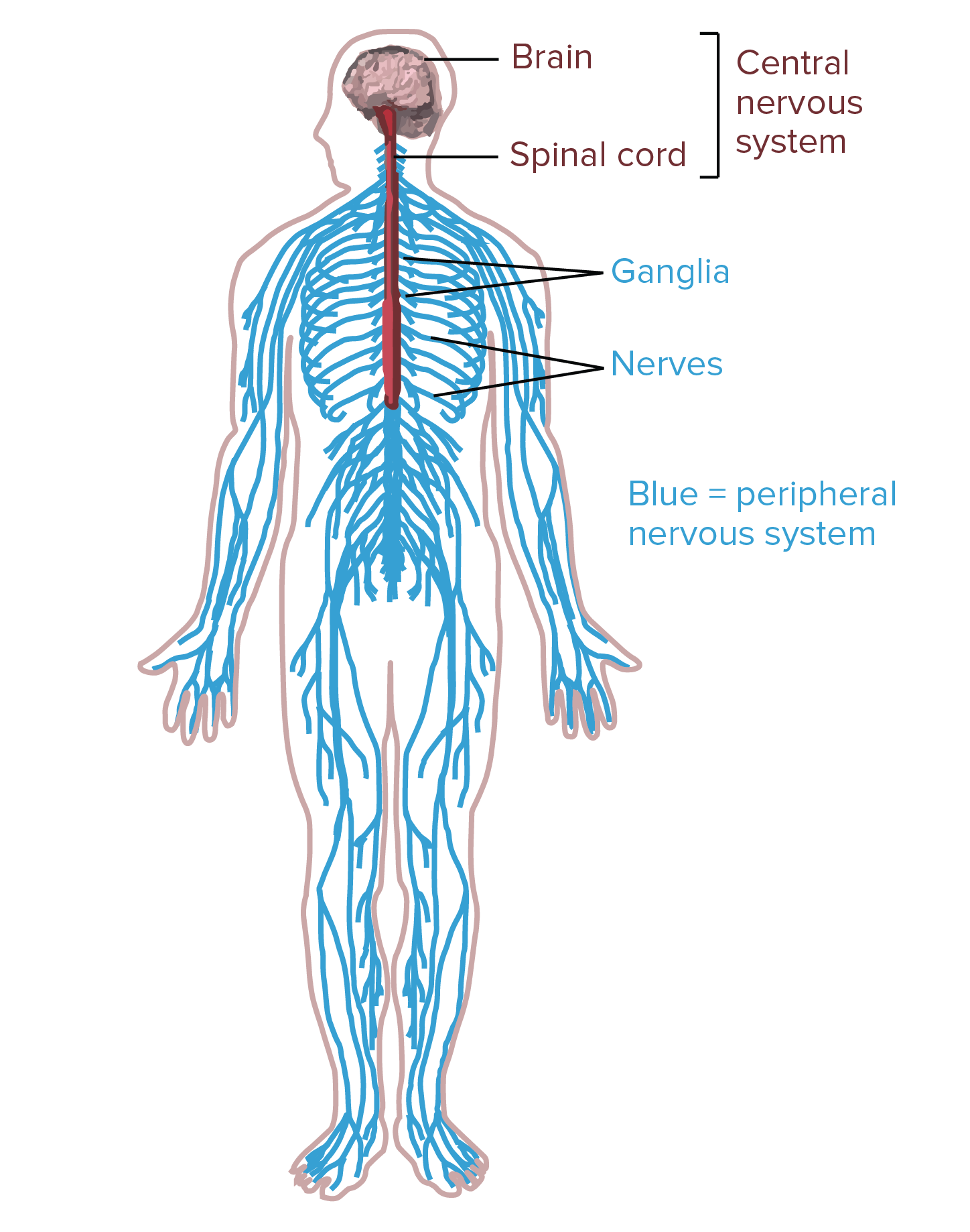 PNG Nervous System - 78455