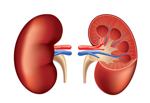 Nieren - welke organen en wee