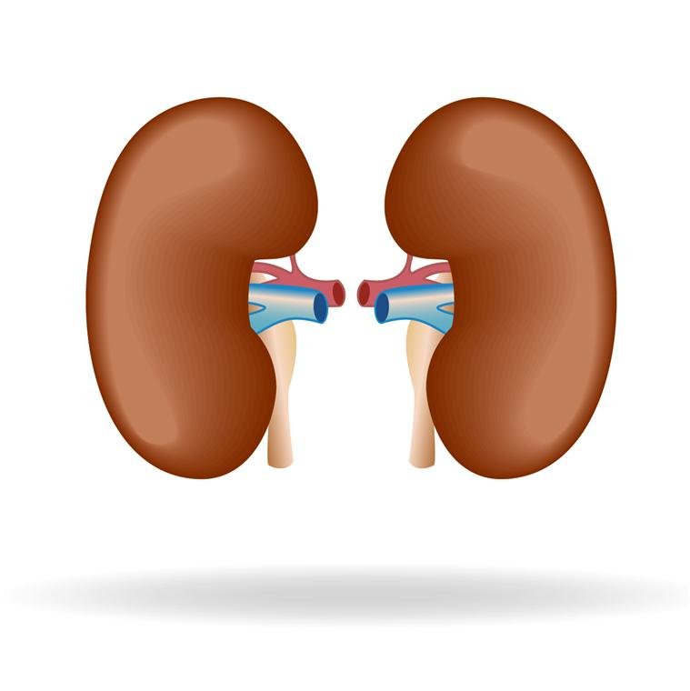 Nieren - welke organen en wee