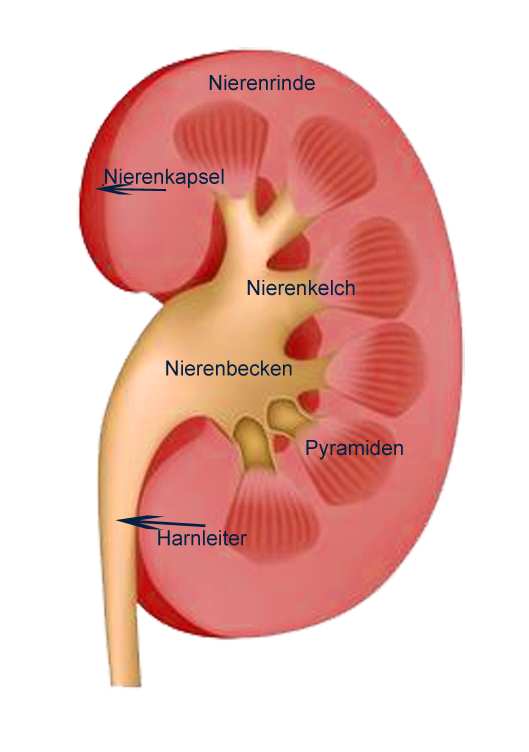 Symptomen van chronische nier