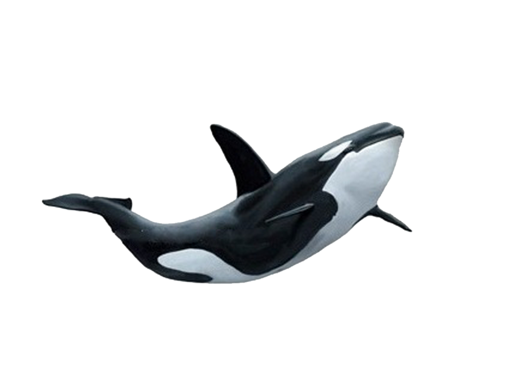 PNG Ocean Animals - 78155