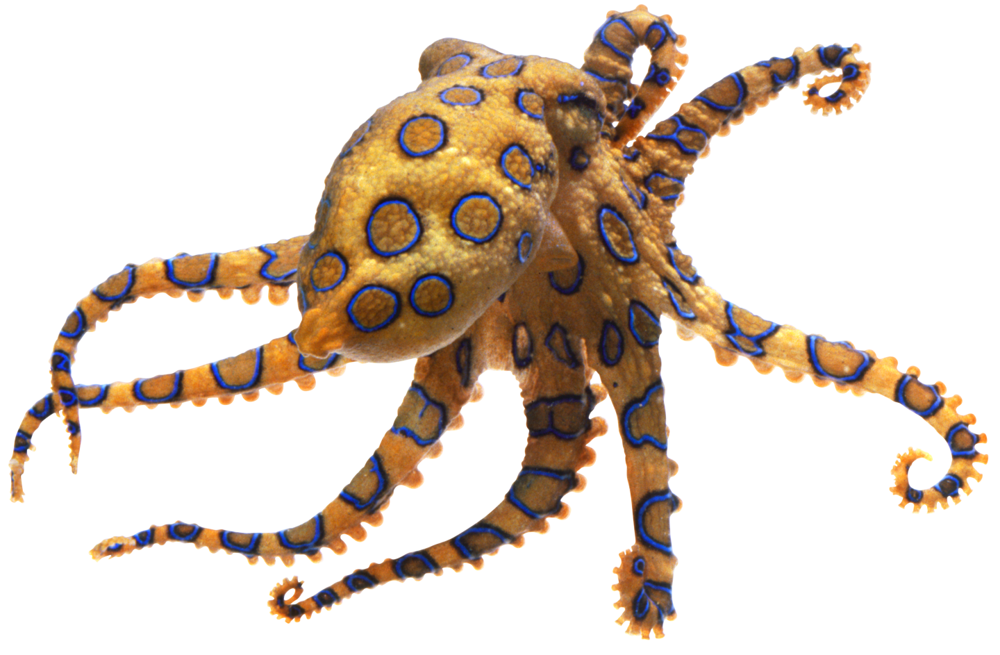 PNG Octopus - 72034