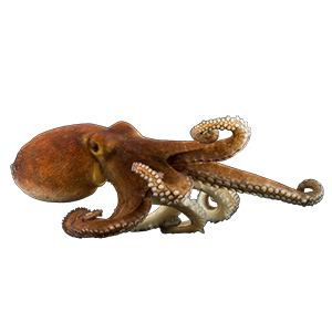 PNG Octopus - 72033