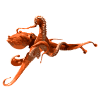 Octopus Transparent PNG Image