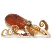 PNG Octopus - 72024